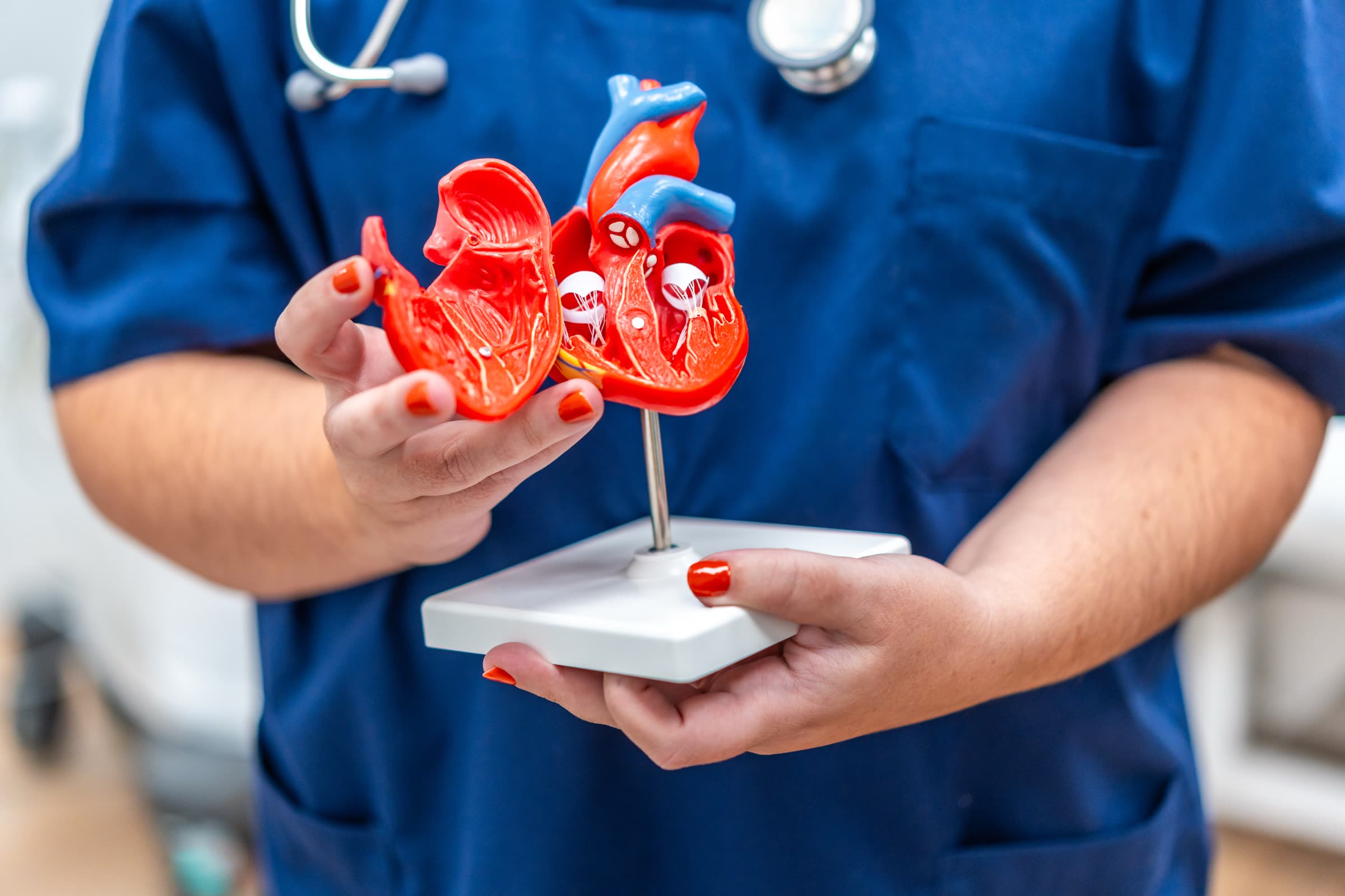 3D anatomical heart model