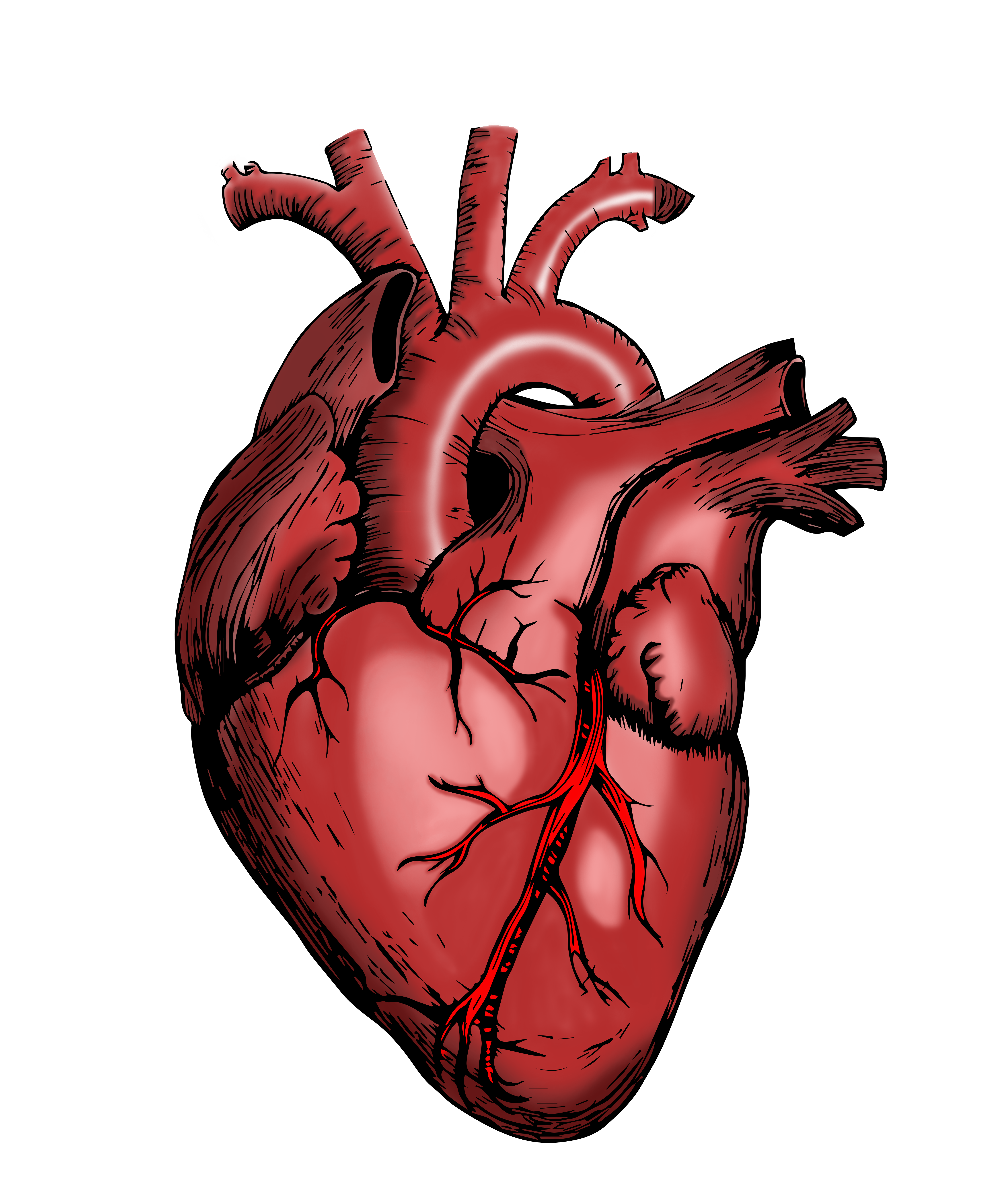 Anatomical human heart diagram